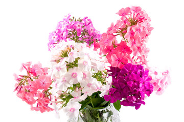 Bouquet of phloxes