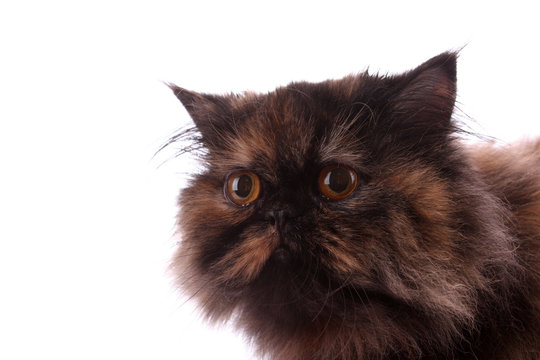 Brown persian cat white background