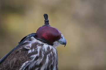 Beizjagd