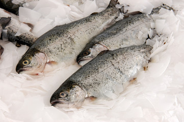fish somon