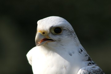 Falke