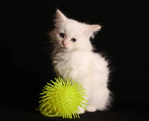 Young white kitten on black background