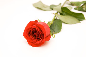 rose