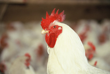 Coq