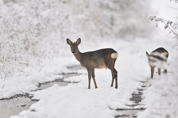 Rehe im Winter - 20146777