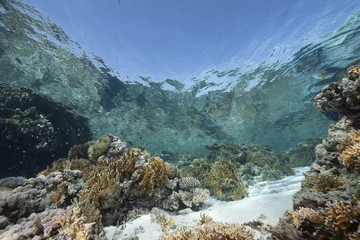 ocean, coral and fish