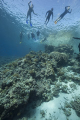 snorklers, ocean and fish