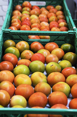 container of tomato in industry of packaging