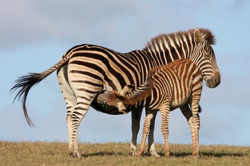Baby Zebra Nursing