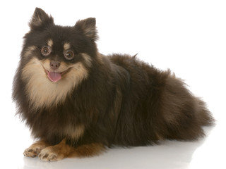 black and tan pomeranian puppy laying down - seven months