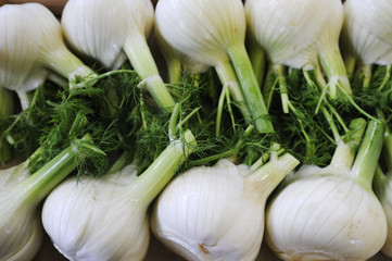 container of fennel in industry of packaging