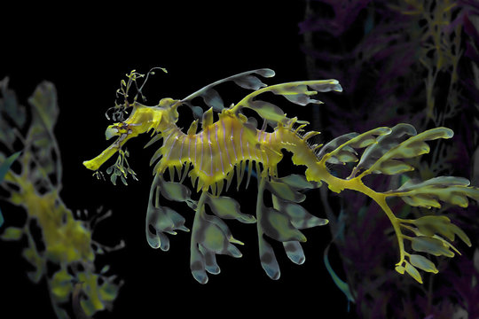 Yellow  Sea Dragon