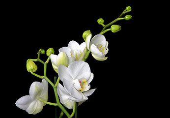 Fototapeta na wymiar Phalaenopsis 17