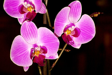 orchid