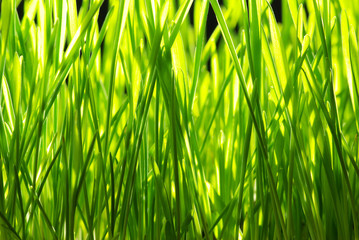 grass