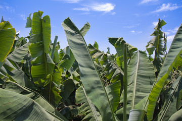 Enormous leaves of banana plantation at La Palma