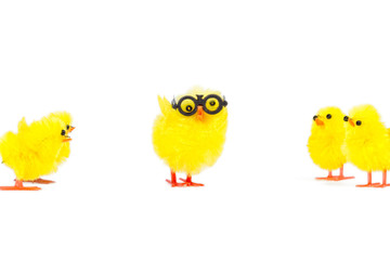 baby chicks gaping at outsider chick