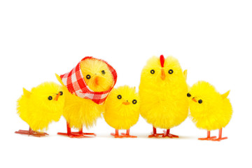 chick family