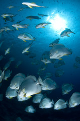 Fototapeta premium Banc de poissons platax, mer Rouge, Sinai, Egypte