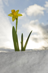 Narzisse im Schnee
