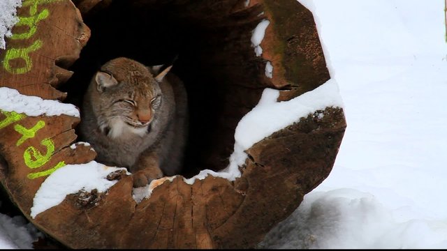 Luchs
