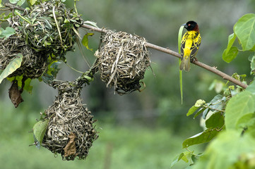 village weaver in senegal (ploceus cuculattus)