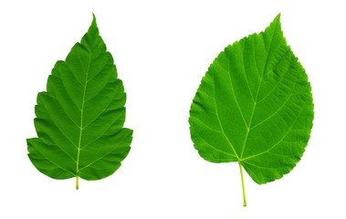Fototapeta premium High resolution green summer leafs manually isolated on white