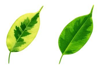 High resolution green summer leafs manually isolated on white