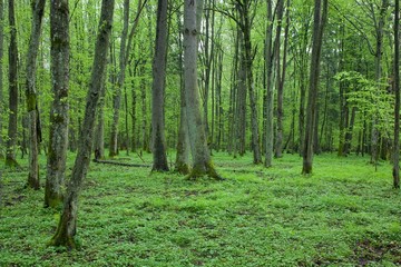 Springtime linden stand