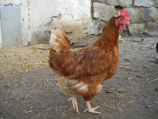 gallina2