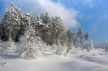 Winter landscape