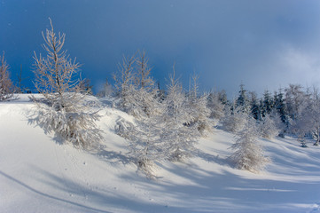 Winter landscape