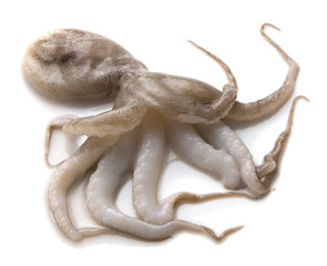 Octopus