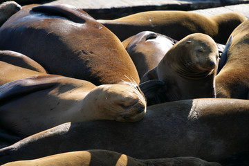 Sea lions at Pier 39, San Francisco, USA..