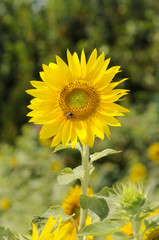 Biene auf Sonnenblume
