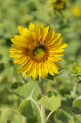 Biene auf Sonnenblume