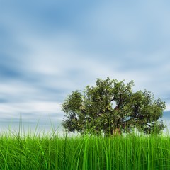 Obraz premium 3d green grass, a blue sky with a natural old baobab tree