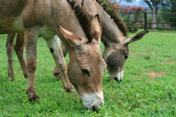 Donkeys grazing