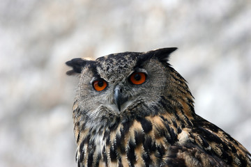 Grand-duc d'Europe (Bubo bubo)