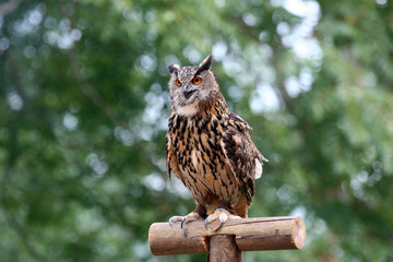 Grand-duc d'Europe (Bubo bubo)