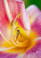 The fly sits on a lilly flower