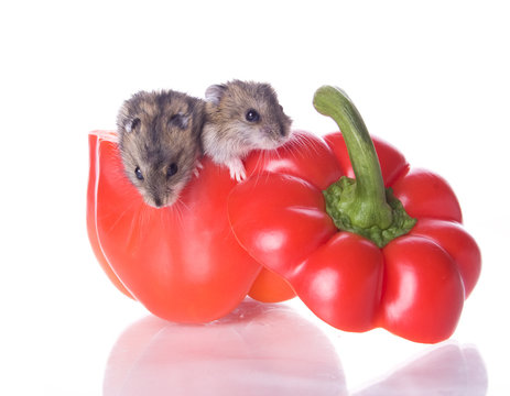 Hamsters and read pepper