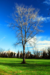 Obraz premium Albero solitario 2