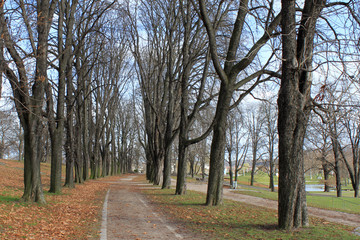 Allee