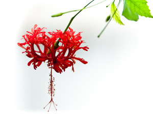 Hanging red flower