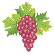 vector grape cluster and green leaves