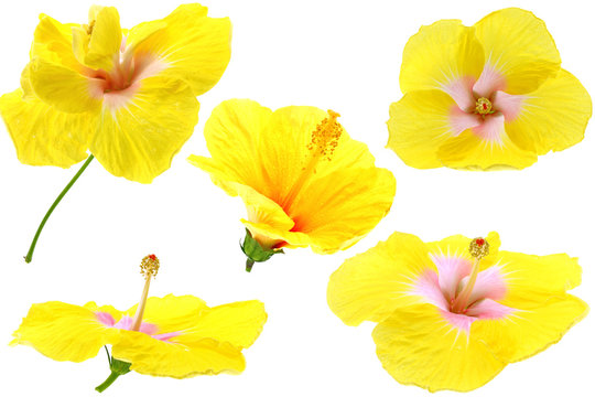 fleurs jaunes hibiscus fond blanc