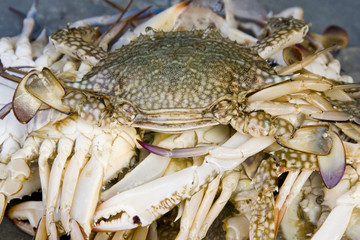 Crabs