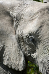 Elefant