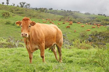pâturages vaches limousines, île de la Réunion